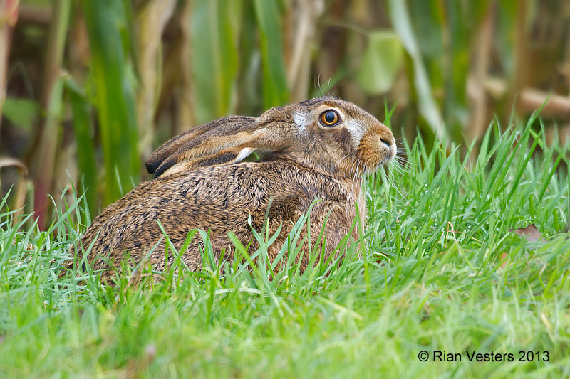 Haas - Lepus europaes | Rian Vesters natuurfotografie
