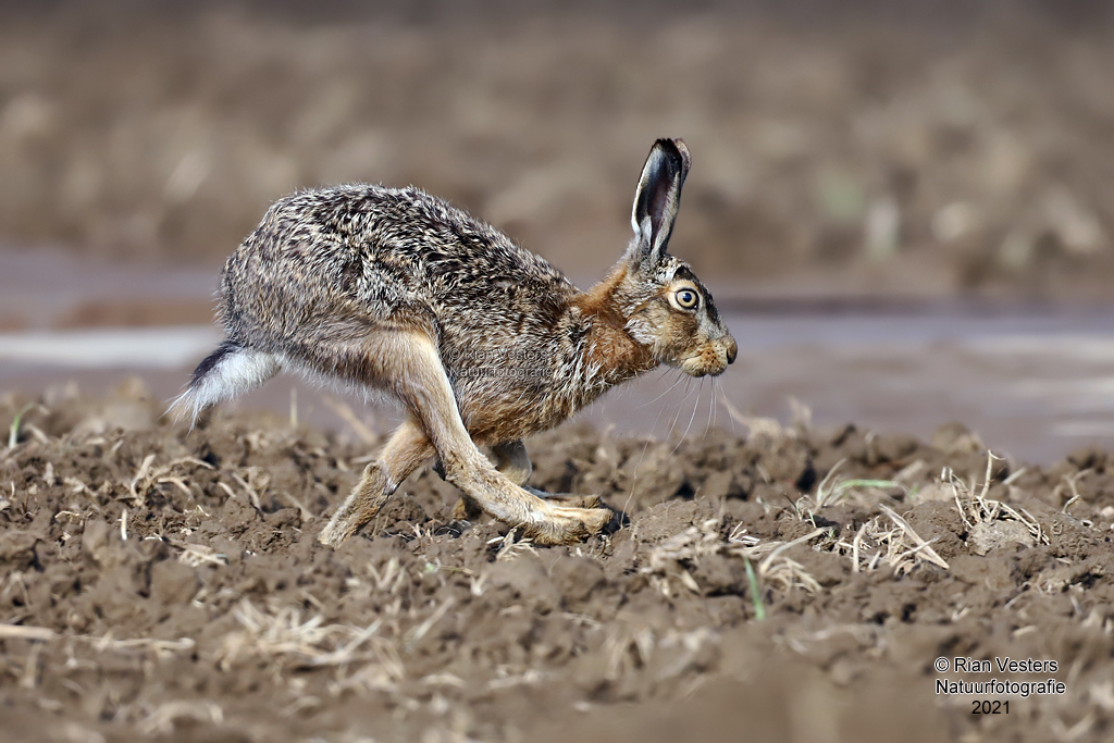 Haas - Lepus europaes | Rian Vesters natuurfotografie