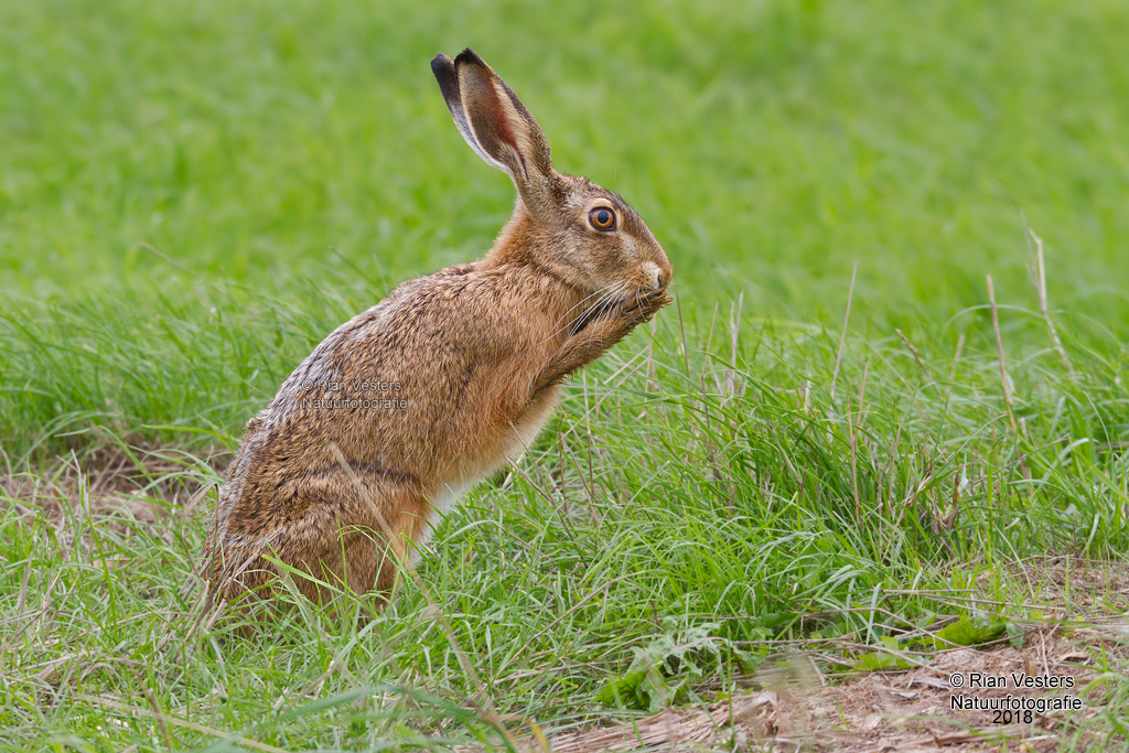 Haas - Lepus europaes | Rian Vesters natuurfotografie