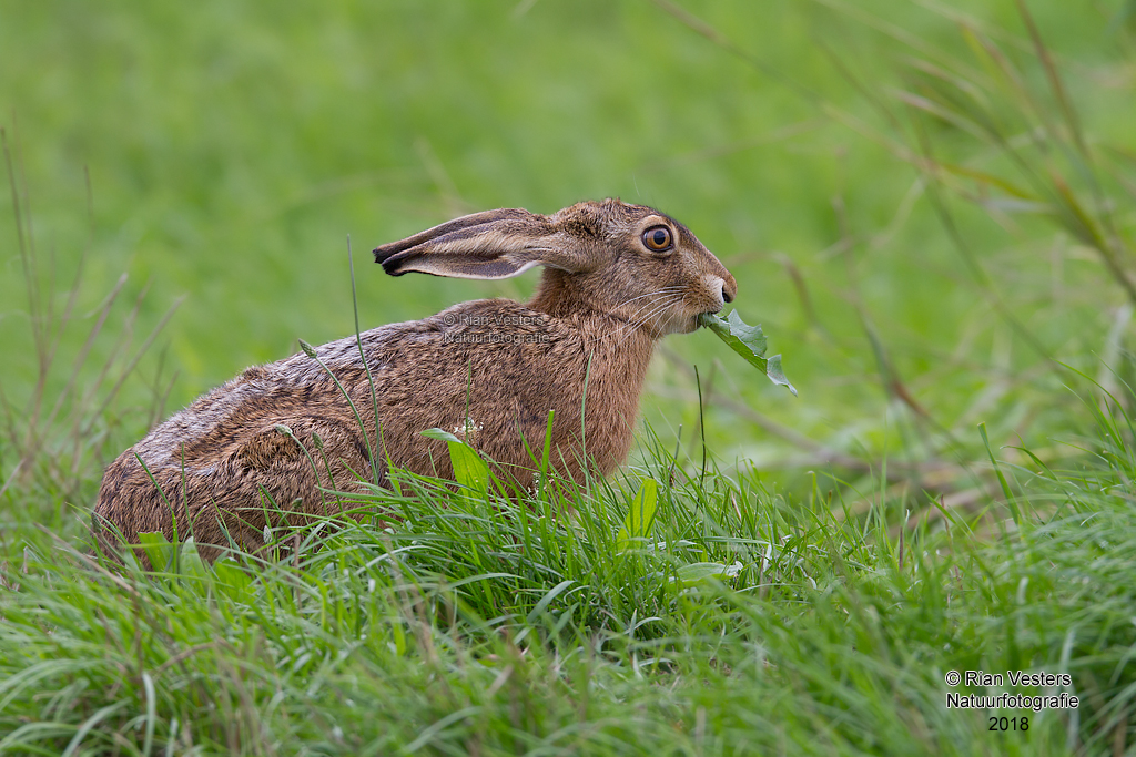 Haas - Lepus europaes | Rian Vesters natuurfotografie